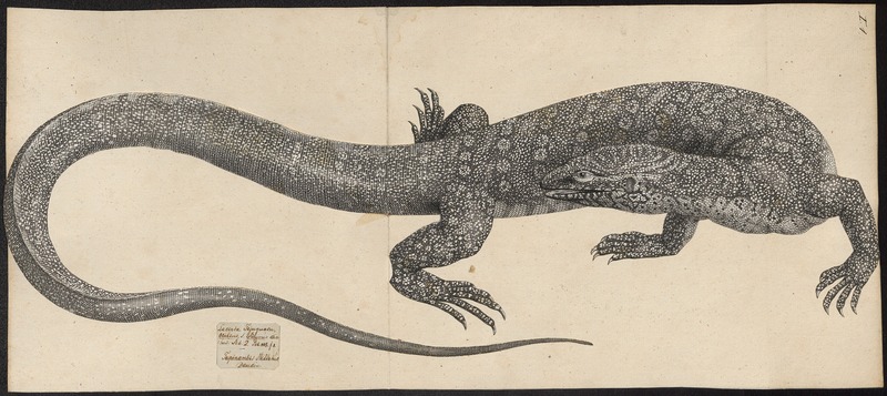 Varanus niloticus - 1700-1880 - Print - Iconographia Zoologica - Special Collections University of Amsterdam - UBA01 IZ12400049 - Nile monitor (Varanus niloticus).jpg