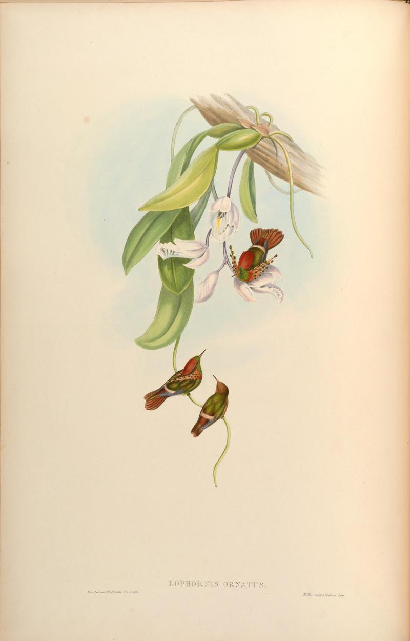 MonographTrochi3Goul 0010 - tufted coquette (Lophornis ornatus).jpg