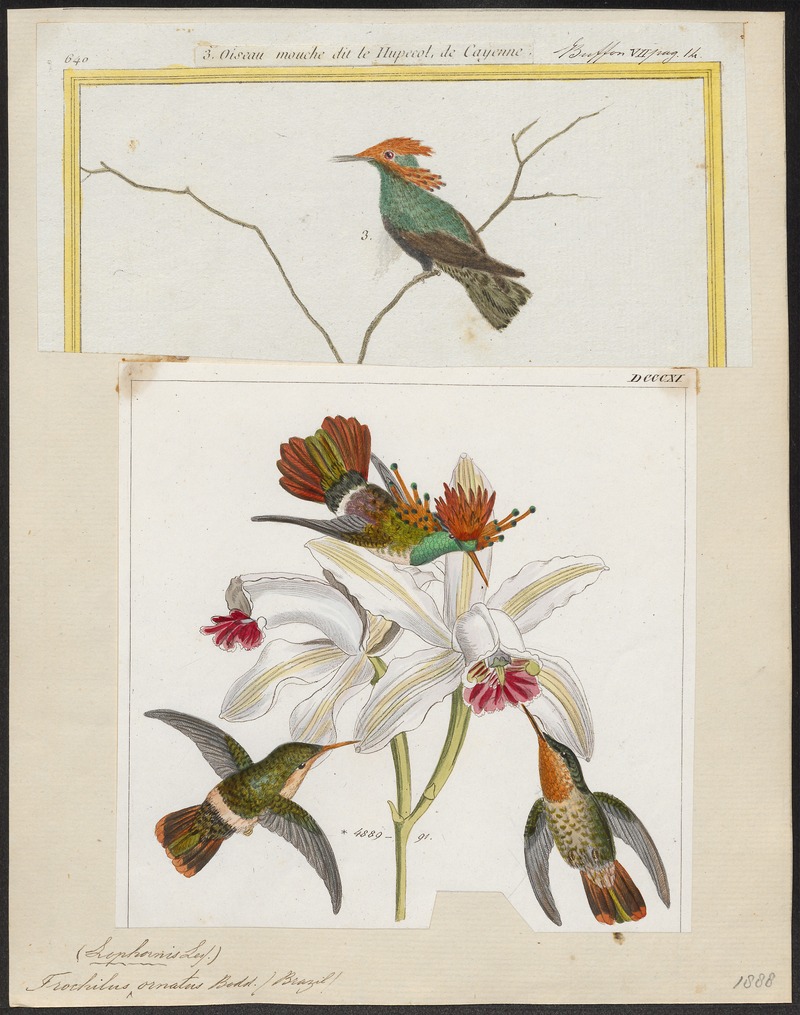 Trochilus ornatus - 1700-1880 - Print - Iconographia Zoologica - Special Collections University of Amsterdam - UBA01 IZ19100431 - tufted coquette (Lophornis ornatus).jpg