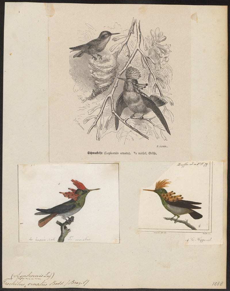 Trochilus ornatus - 1700-1880 - Print - Iconographia Zoologica - Special Collections University of Amsterdam - UBA01 IZ19100433 - tufted coquette (Lophornis ornatus).jpg