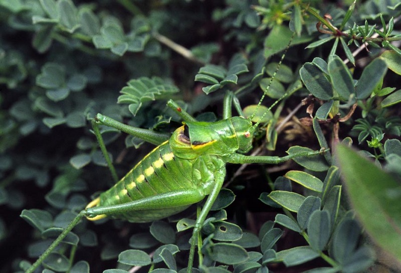 Poecilimon ornatus, male - Poecilimon ornatus, ornate bright bush-cricket.jpg