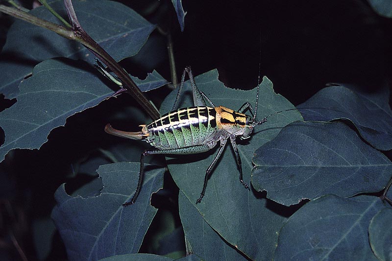 Poecilimon ornatus - fem01 - Poecilimon ornatus, ornate bright bush-cricket female.jpg