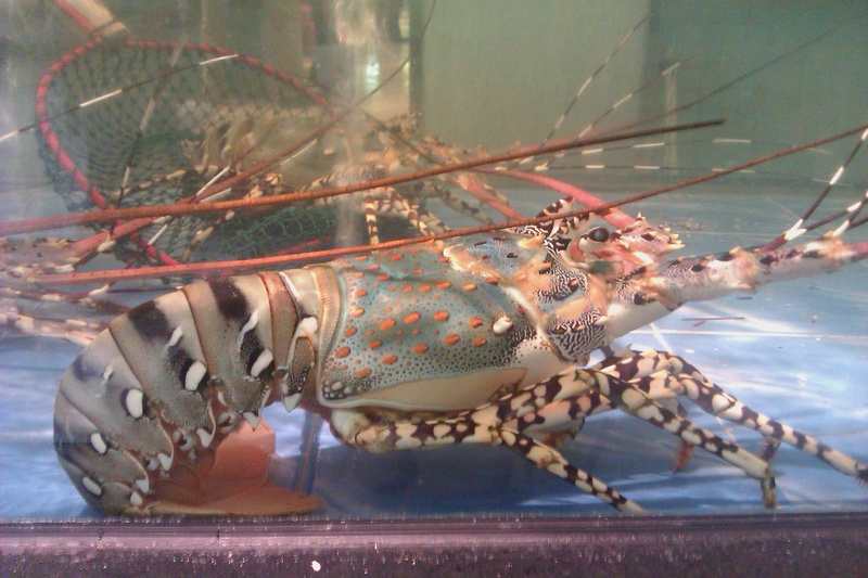 Panulirus ornatus - Panulirus ornatus (ornate spiny lobster).jpg