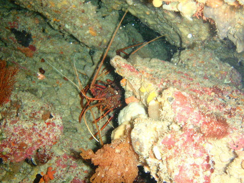 Panuliris cygnus Western rock lobster PC068914 - Panulirus cygnus (western rock lobster).JPG