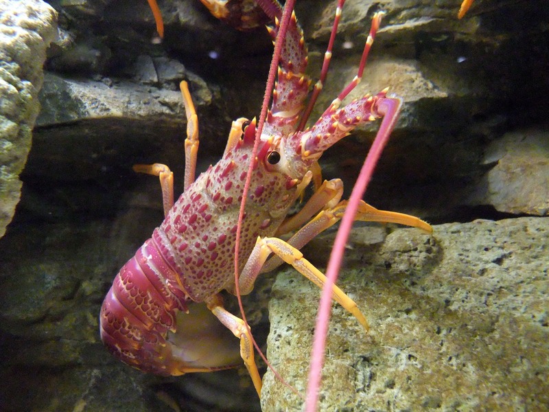 Jasus edwardsii - Jasus edwardsii, southern rock lobster.jpg
