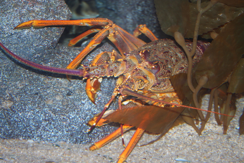Jasus edwardsii 02 - Jasus edwardsii, southern rock lobster.JPG