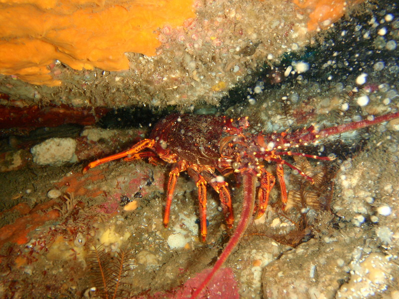 Jasus edwardsii P2153927 - Jasus edwardsii, southern rock lobster.JPG
