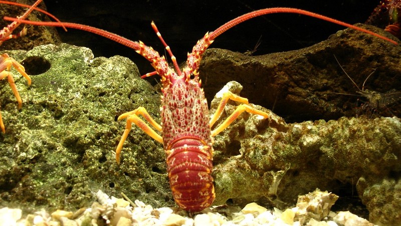Southern rock lobster, Jasus edwardsii.JPG