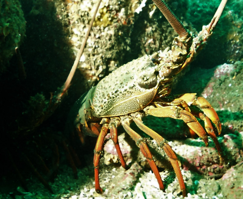 Eastern rock lobster - Sagmariasus verreauxi, green rock lobster.jpg