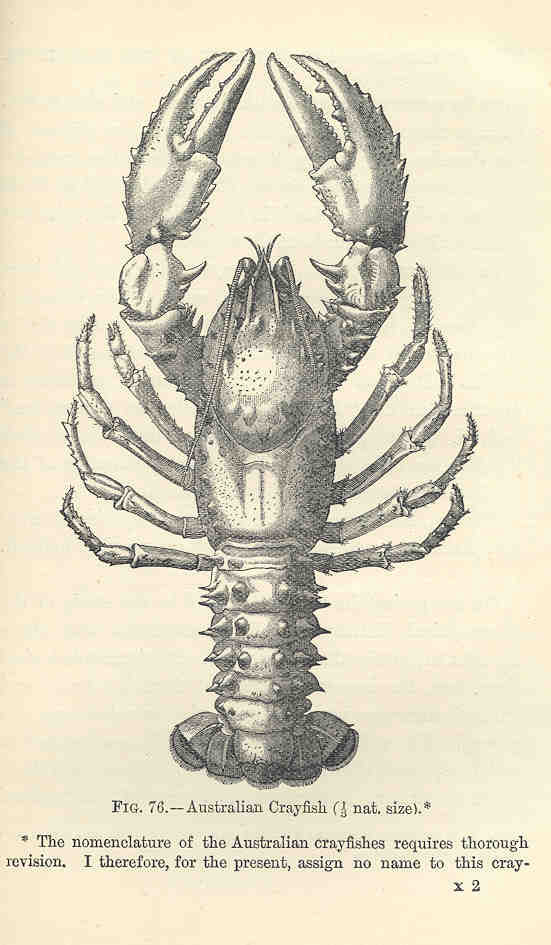 FMIB 35700 Australian Crayfish - Sagmariasus verreauxi, green rock lobster.jpg