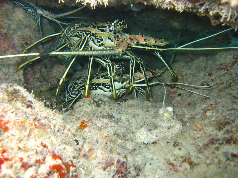 Diving Maldives, 2009 - Lobsters - Panulirus versicolor, painted rock lobster.jpg