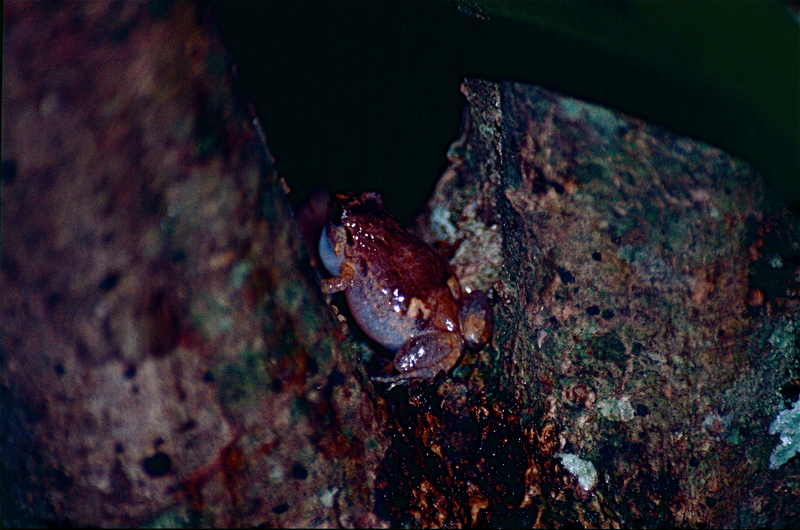 Ornate Frog (Cophixalus ornatus) (9822479976) - Cophixalus ornatus (ornate nurseryfrog).jpg