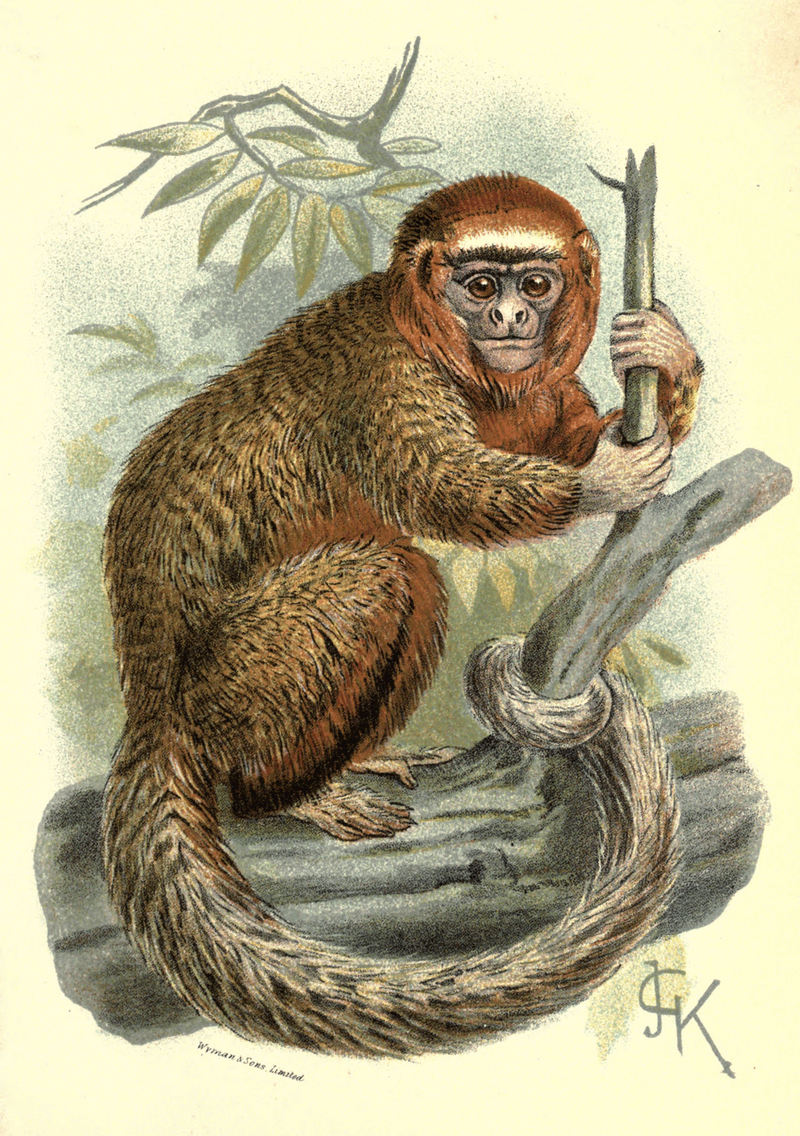 Handbook to the Primates Plate 14 - ornate titi (Callicebus ornatus).jpg