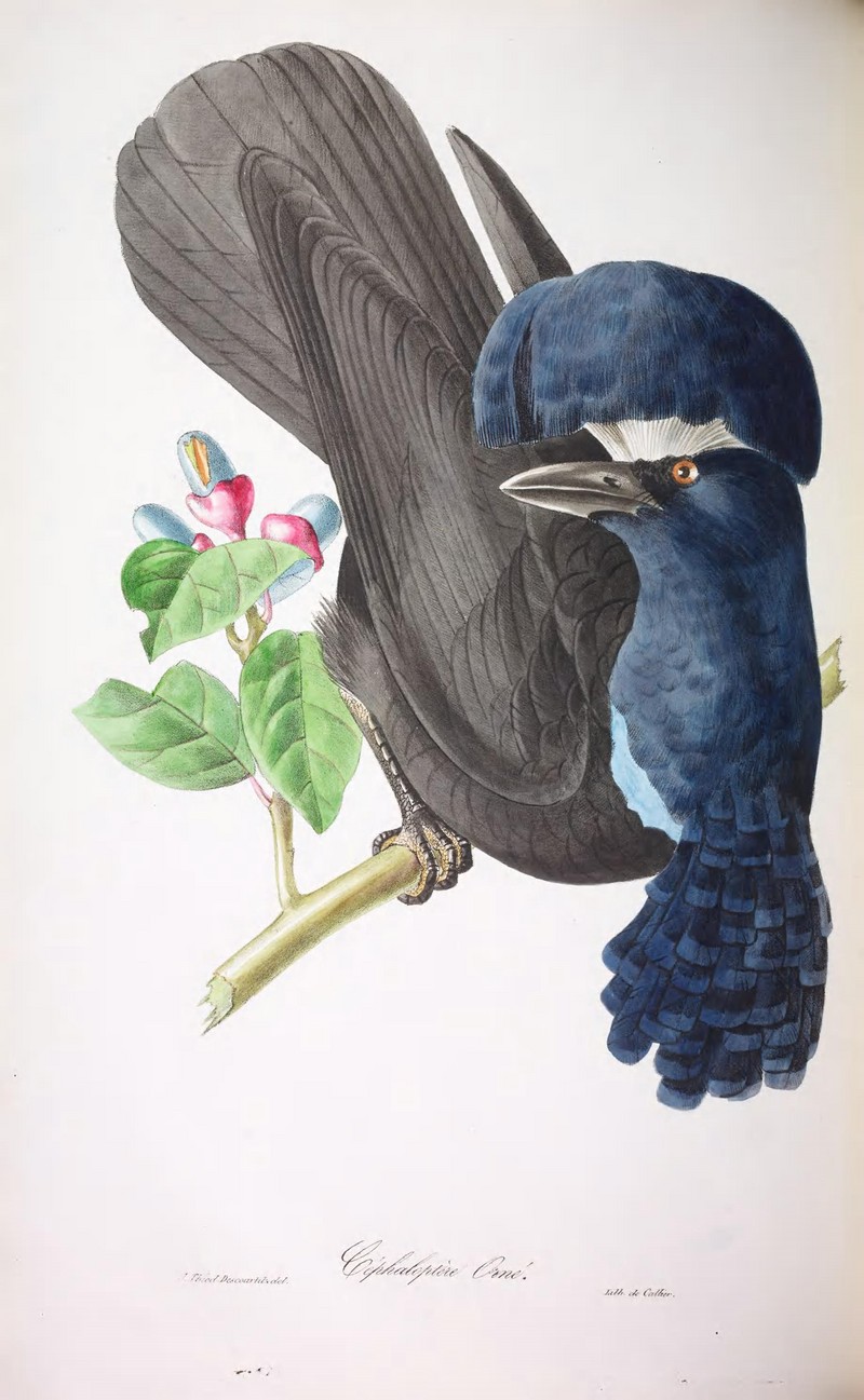 Oiseaux brillans du Brésil (20119828023) - Amazonian umbrellabird (Cephalopterus ornatus).jpg