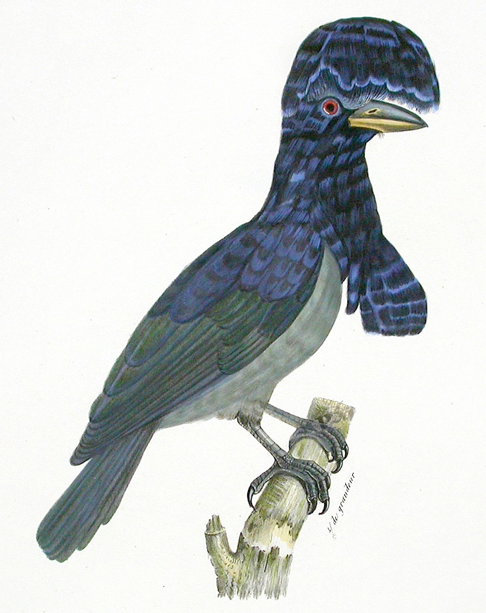 Cephalopterus ornatus (1802) - Amazonian umbrellabird (Cephalopterus ornatus).jpg
