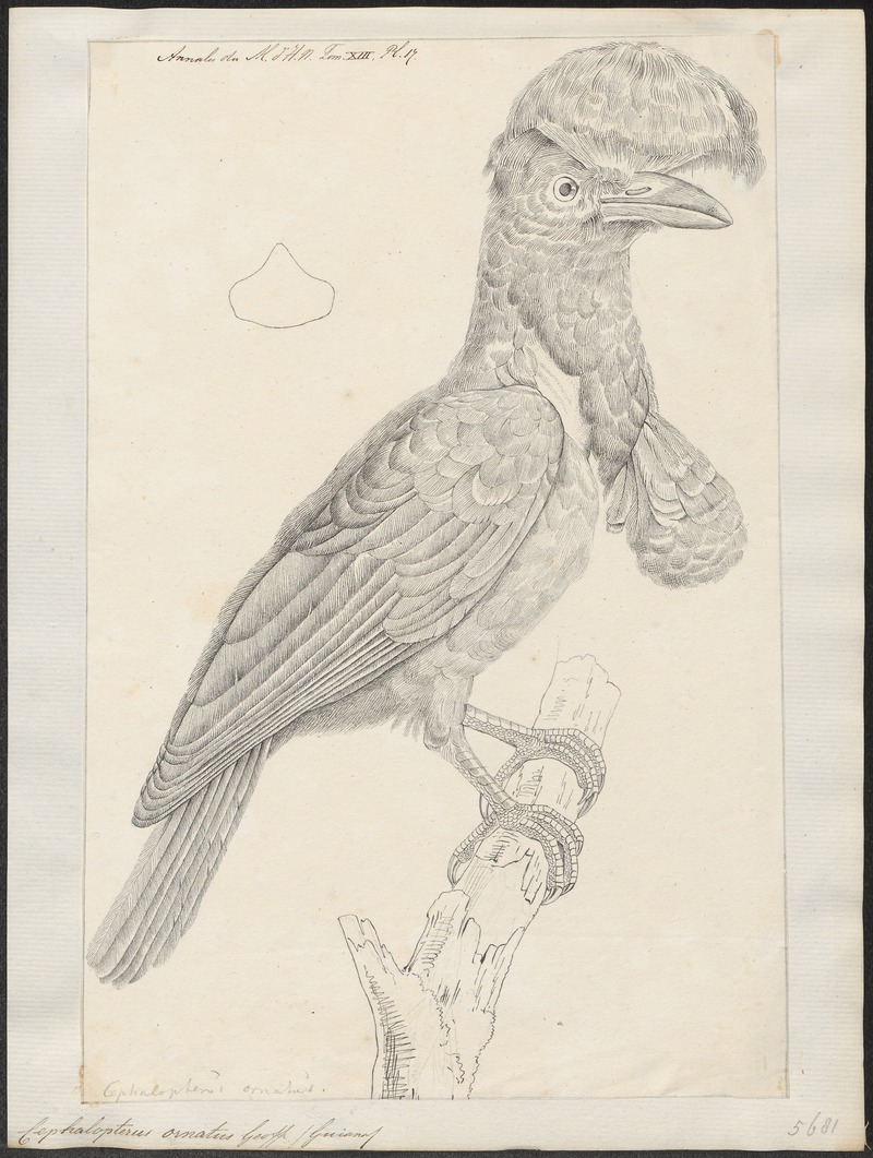 Cephalopterus ornatus - 1809 - Print - Iconographia Zoologica - Special Collections University of Amsterdam - UBA01 IZ16600149 - Amazonian umbrellabird (Cephalopterus ornatus).jpg