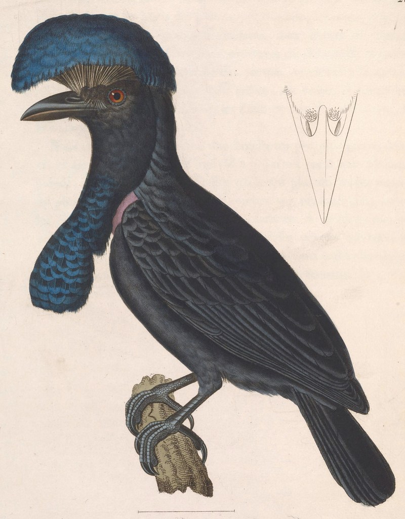 Cephalopterus ornatus 1838 - Amazonian umbrellabird (Cephalopterus ornatus).jpg