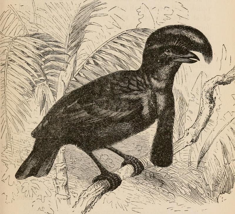 The descent of man, and selection in relation to sex (1871) (14780722844) - Amazonian umbrellabird (Cephalopterus ornatus).jpg