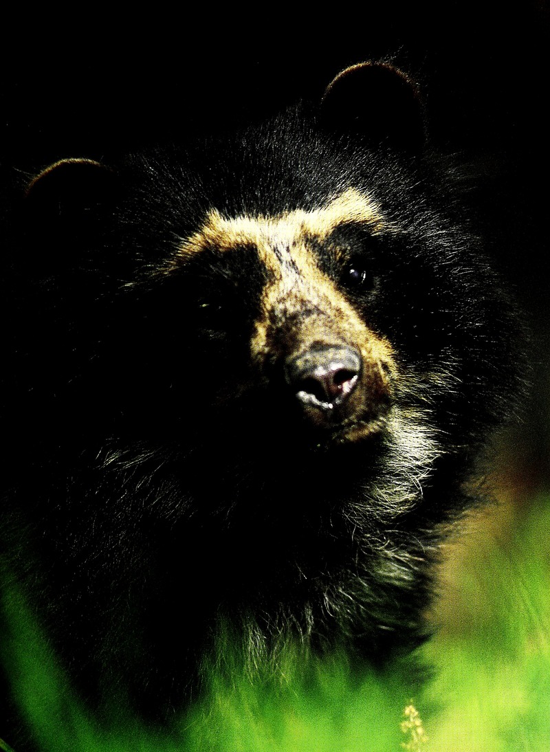 Ecuador - Serranías Cofán-Bermejo, Sinangoe (2002) (21157752225) - Andean short-faced bear, spectacled bear (Tremarctos ornatus).jpg