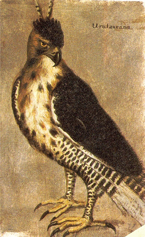 Eckhout Icones Volatilium Urutaurana - ornate hawk-eagle (Spizaetus ornatus).jpg