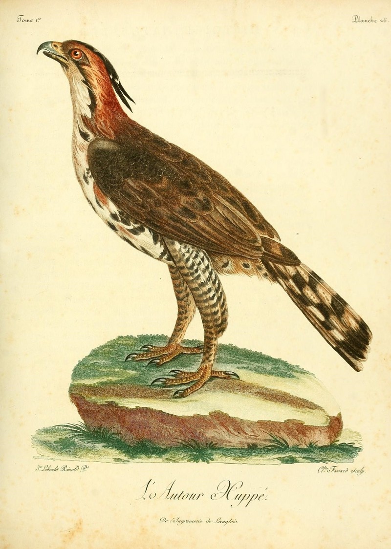 Histoire naturelle des oiseaux d'Afrique (8597075147) - ornate hawk-eagle (Spizaetus ornatus).jpg
