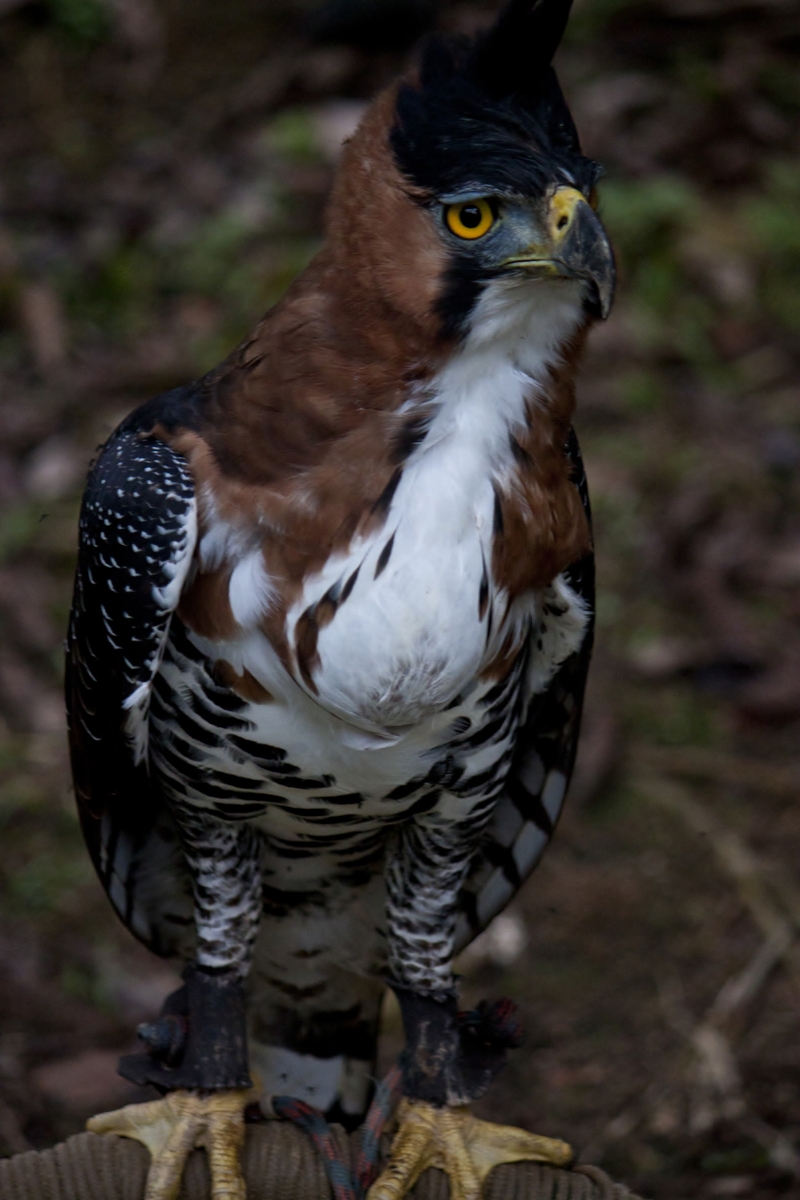 Spizaetus ornatus -near Nazarillo, Loreto Region, Peru -captive-8a - ornate hawk-eagle (Spizaetus ornatus).jpg