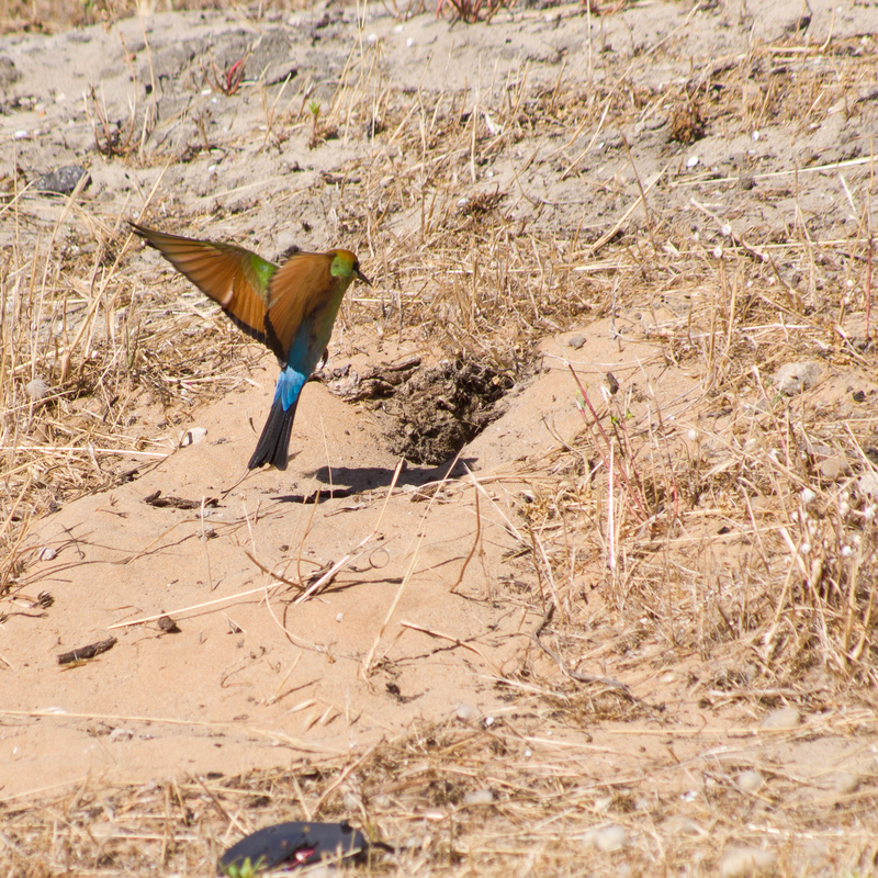 Roe 8 path 101216 gnangarra-109 - rainbow bee-eater (Merops ornatus).JPG