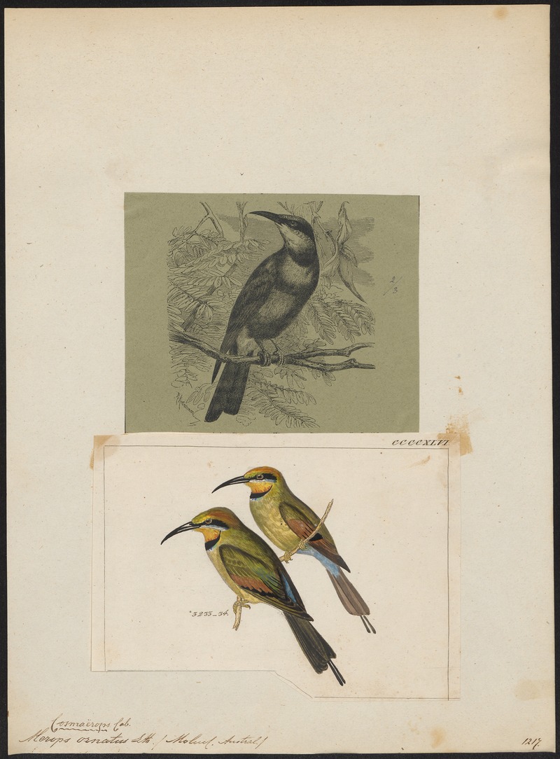 Merops ornatus - 1700-1880 - Print - Iconographia Zoologica - Special Collections University of Amsterdam - UBA01 IZ16800345 - rainbow bee-eater (Merops ornatus).jpg