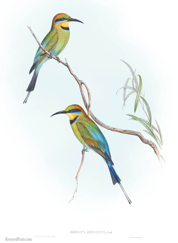 Birds of Australia Vol II Plt 16 - Rainbow Bee-eater - Merops ornatus Restored - rainbow bee-eater (Merops ornatus).jpg