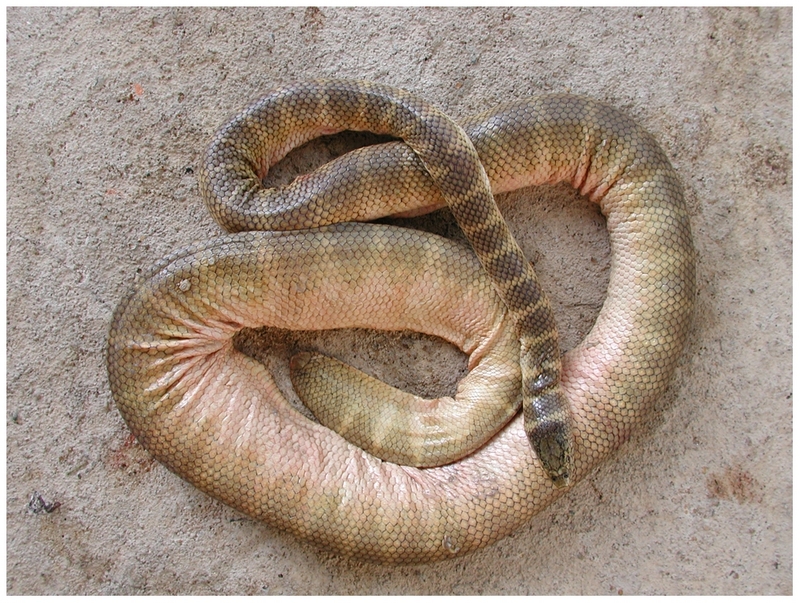 Hydrophis belcheri - journal.pone.0027373.g005 - faint-banded sea snake, Belcher's sea snake (Hydrophis belcheri).png