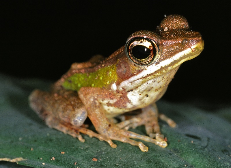 Forest White-lipped Frog (Hylarana albolabris) (7651260858).jpg
