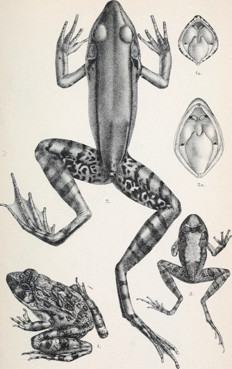 Catalogue of the Batrachia Salientia s. Ecaudata in the collection of the British Museum. 2d ed. (1882) (20390139398) - Zakerana keralensis, Hylarana guentheri, Indirana semipalmata.jpg