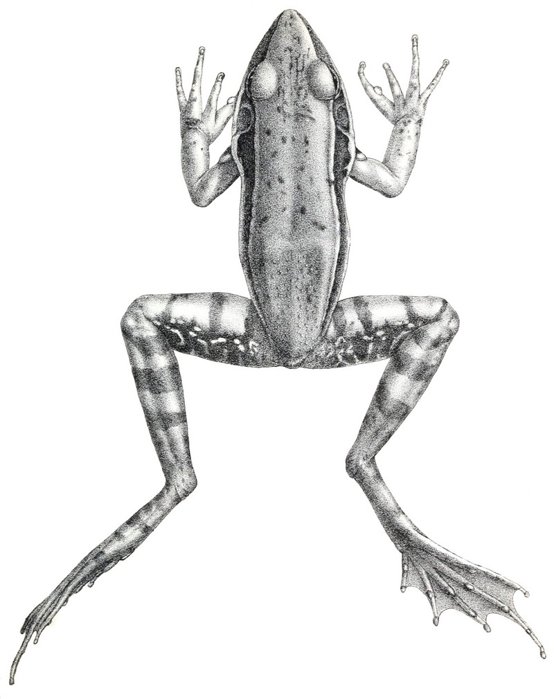 Hylarana guentheri (2) - Günther's Amoy frog (Hylarana guentheri) .jpg