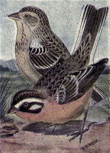 Reed-smiths-longspurs - Smith's longspur (Calcarius pictus).png