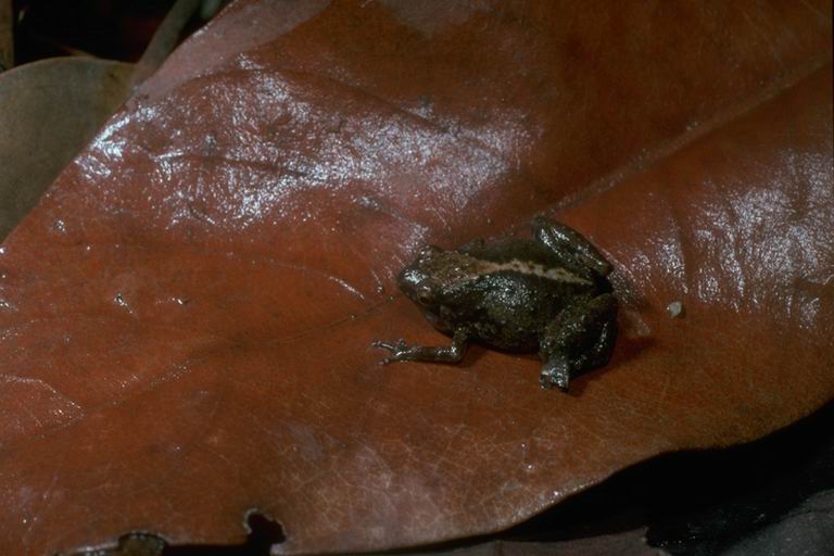 Cophixalus infacetus - Inelegant Frog (Cophixalus infacetus).jpg
