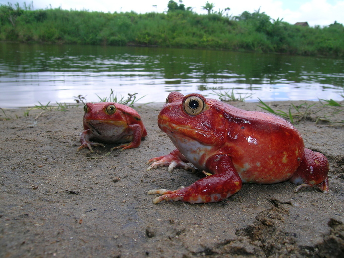 Dyscophus antongilii04 - Madagascar tomato frog (Dyscophus antongilii).jpg