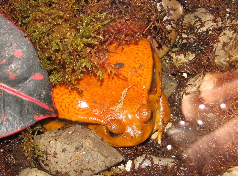 Tomato Frog - Dyscophus guineti (false tomato frog).jpg