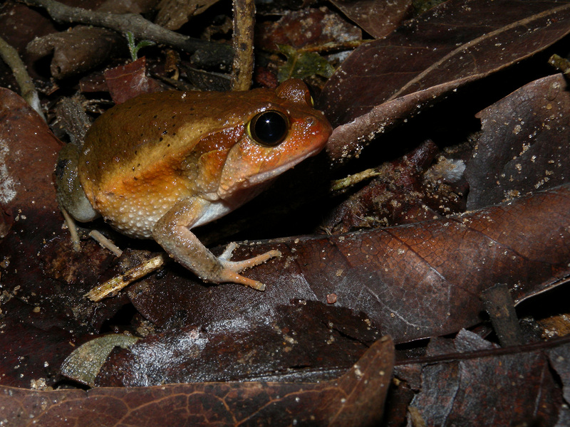 Dyscophus insularis, Ankarafantsika National Park, Madagascar - Dyscophus insularis (Antsouhy tomato frog).jpg