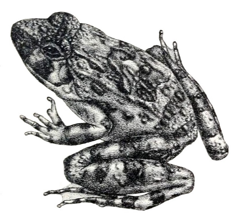 Zakerana keralensis - Zakerana keralensis (verrucose frog, Kerala warty frog).jpg
