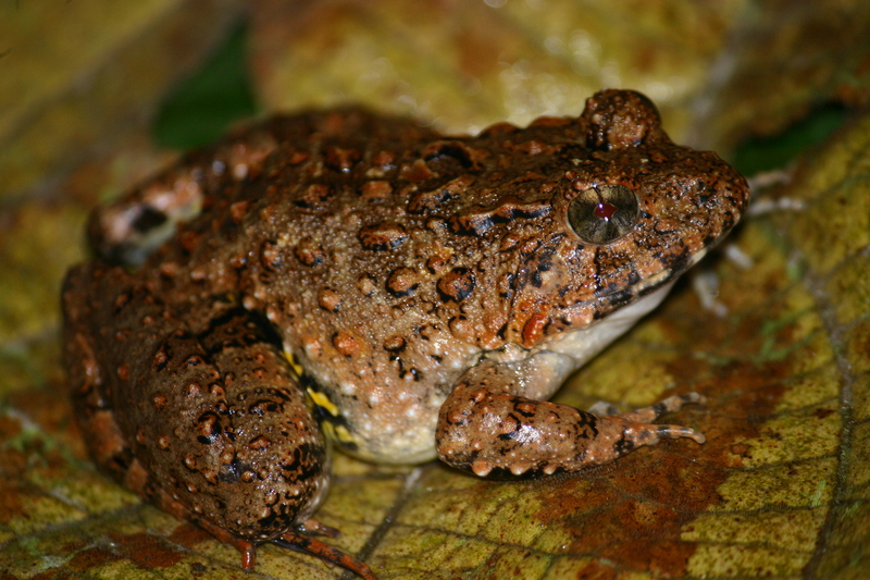 Davidraju Fejervarya keralensis - Zakerana keralensis (verrucose frog, Kerala warty frog).jpg