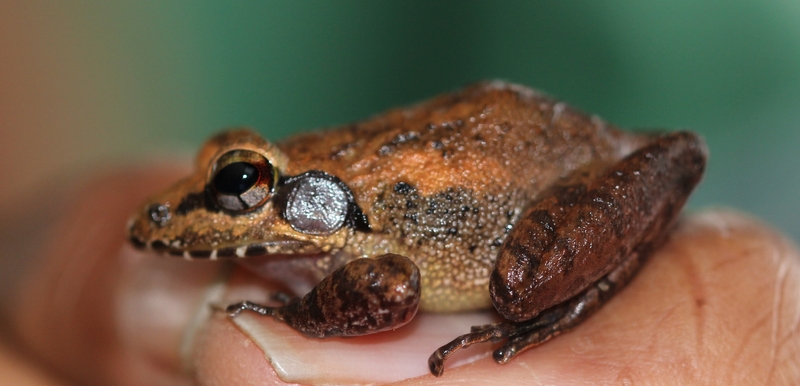 Indirana semipalmeta bisile - Indirana semipalmata (brown leaping frog).JPG