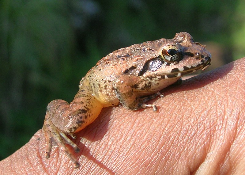 Shola talakaverifrog - Indirana semipalmata (brown leaping frog).jpg