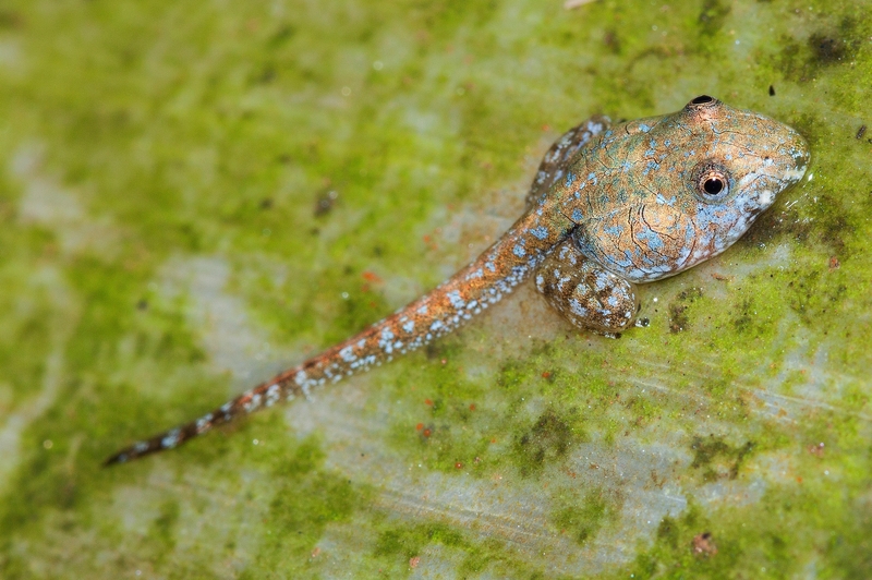 Indirana semipalmata tadpole - Indirana semipalmata (brown leaping frog).jpg