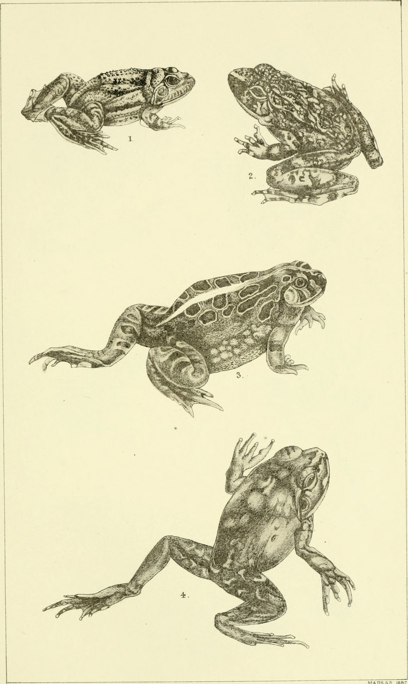 Catalogue of the Batrachia Salientia and Apoda (frogs, toads, and c¿cilians) of southern India (1888) (20389960990).jpg