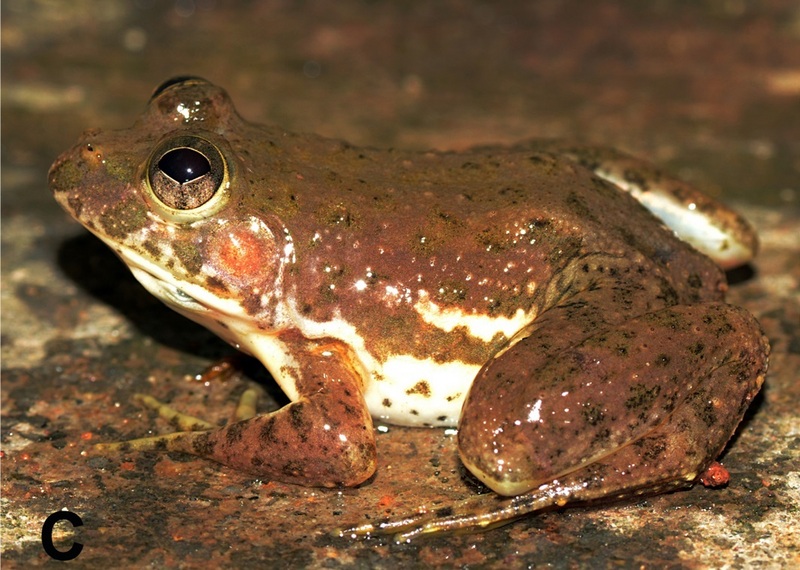 A-New-Species-of-Euphlyctis-(Anura-Dicroglossidae)-from-Barisal-Bangladesh-pone.0116666.g003C (cropped) - Euphlyctis cyanophlyctis (Indian skipper frog, skittering frog).jpg