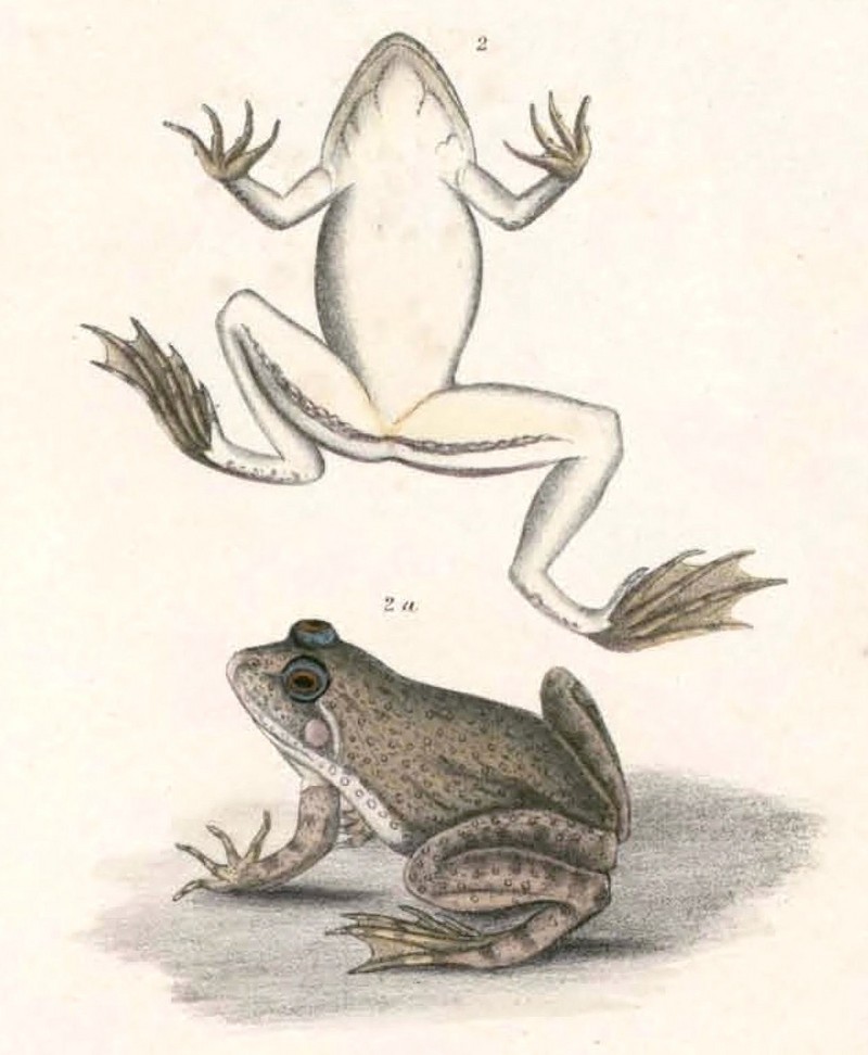 Euphlyctis cyanophlyctis Hardwicke - Euphlyctis cyanophlyctis (Indian skipper frog, skittering frog).jpg