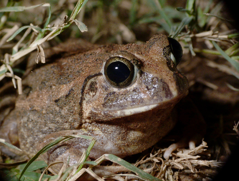 Sphaerotheca - Indian burrowing frog (Sphaerotheca breviceps).jpg