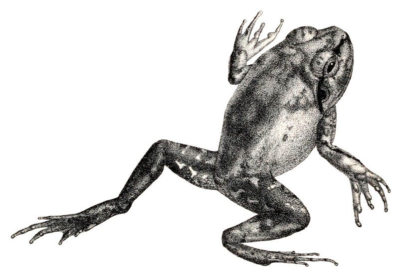 Sphaerotheca dobsonii - Sphaerotheca dobsonii (Mangalore bullfrog, Dobson's burrowing frog).jpg