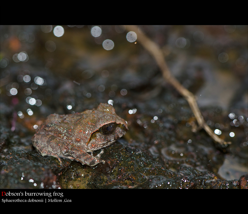 Sphaerotheca dobsonii Juvenile Mollem - Sphaerotheca dobsonii (Mangalore bullfrog, Dobson's burrowing frog).jpg