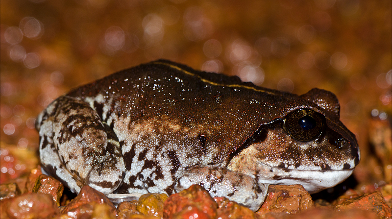 Sphaerotheca dobsonii-Mollem - Sphaerotheca dobsonii (Mangalore bullfrog, Dobson's burrowing frog).jpg
